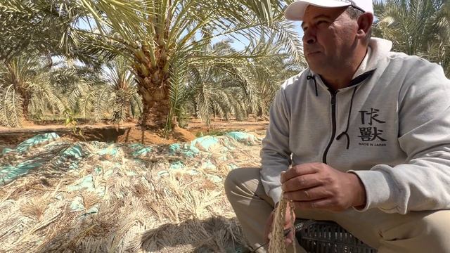 أسعار لقاح النخل لموسم 2022 ؟!!!؟؟ أفضل نوع لقاح لجميع النخل ؟وإزاى أضمن نسبة عقد ممتازة بفضل الله смотреть онлайн