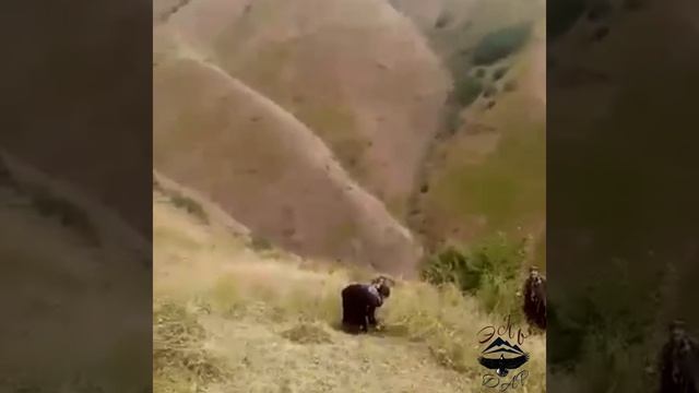 Омар Тахиев смотреть онлайн