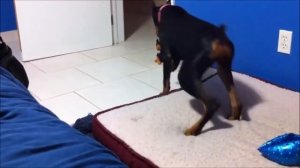 Смешные испуги людей и животных Посмейся, только не лопни