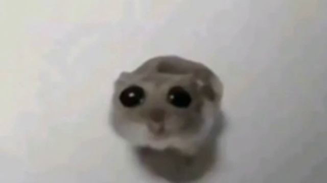 грутни хомяк смотрит на тебя под музыку смотреть онлайн