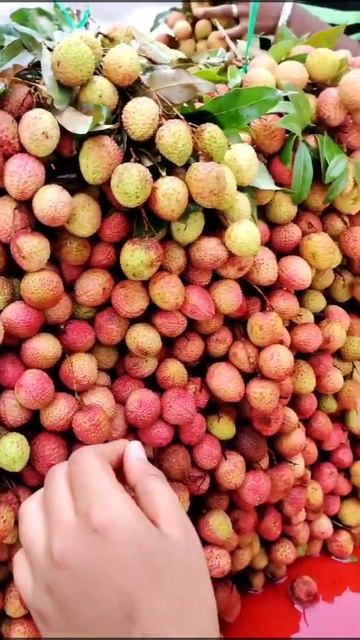 LICHI LOVER❤❤❤❤❤ смотреть онлайн