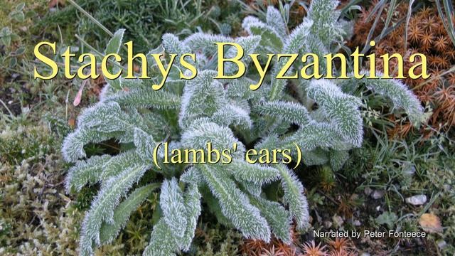 Stachys Byzantina - Plants in Thirty смотреть онлайн