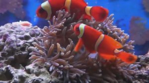 Мир животных - Для малышей!Изучайте животных!