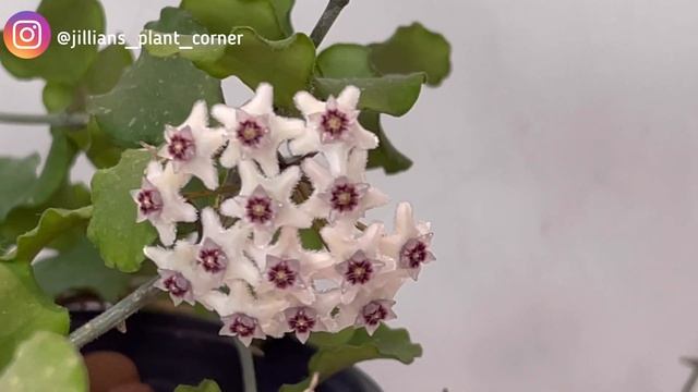 HOYAS IN BLOOM | Hoya Kanyakumariana