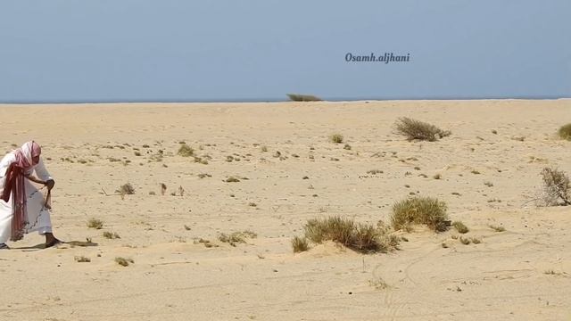 Bedana Ovi ,,(arabiston)Quail Hunting