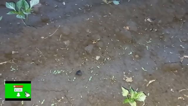 Появился первый помидорчик🍅#хозяйничаемвместе #смородина смотреть онлайн