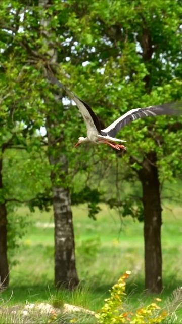 Strong wind and stork #wildlife #birdsounds #nature #birdslover #birds #animals #shorts #stork смотреть онлайн