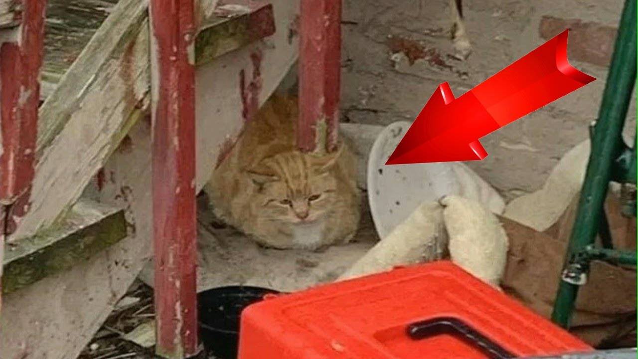 В ГРЯЗИ у заброшенного дома ОНА ЗАКРЫВАЛА СОБОЙ ЧТО-ТО ОЧЕНЬ ЦЕННОЕ