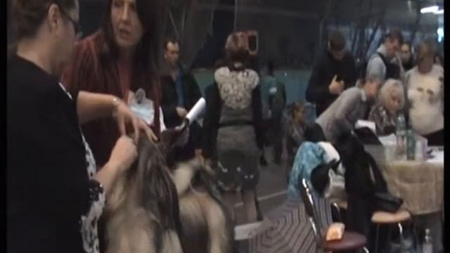 ХАРЬКОВ САС 27.10.2013 ШИ-ТЦУ смотреть онлайн