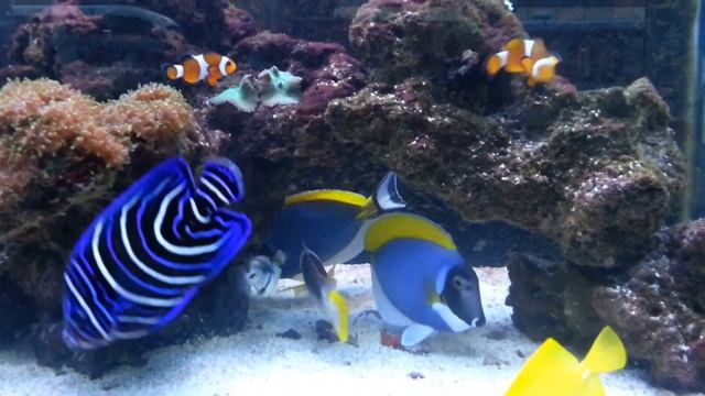 Powder blue tang fish смотреть онлайн