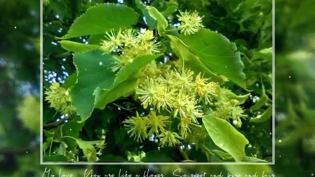 Липовый Цвет. смотреть онлайн