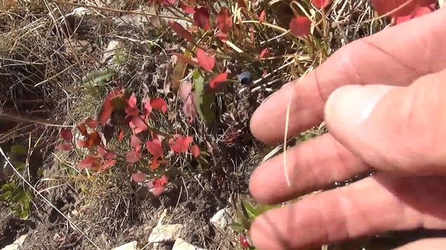 Архыз. Часть 2. Буран на озере Семицветном. смотреть онлайн