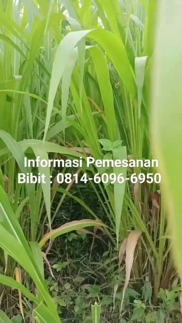 Rumput GUETAMALA dengan Protein Kasar 32,75%. смотреть онлайн
