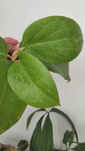 Hoya surigaoensis смотреть онлайн