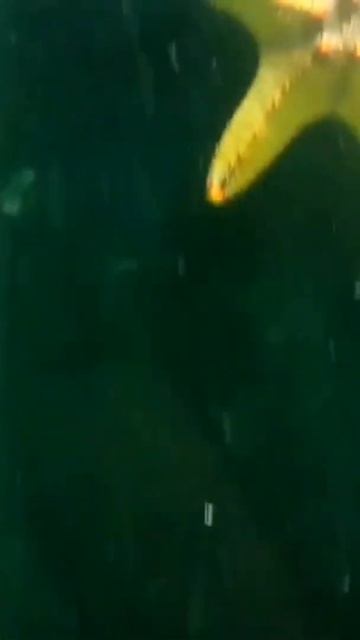 Stingray fish in Bangalore tunnel aquarium//Stingray fish// смотреть онлайн