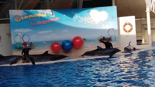 Дельфинарий. Скажите как их всех зовут! смотреть онлайн