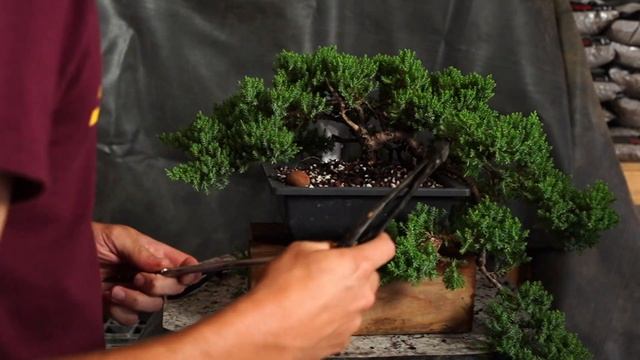 Procumbens Prep: Dave's Bonsai E339 смотреть онлайн