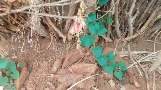 Thorn melon farming, . смотреть онлайн