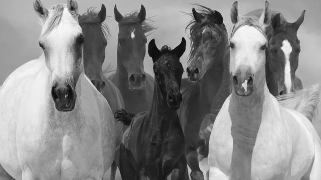 Rossini: William Tell Overture (excerpt)