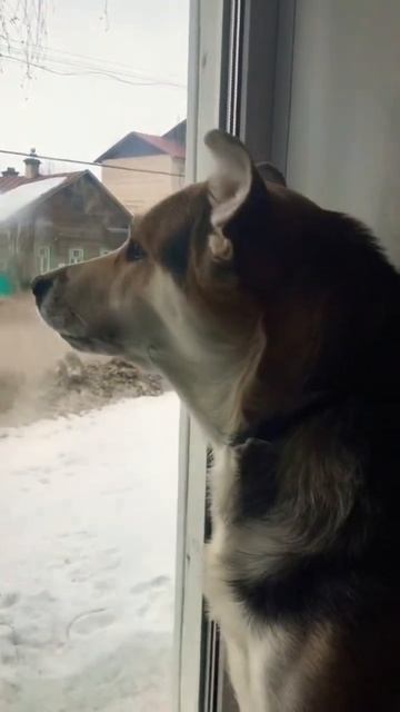 Собака #dog #subscribe #alaba #pitbull #собака #авчарка #doglover #dogs #youtubeshorts #питомник