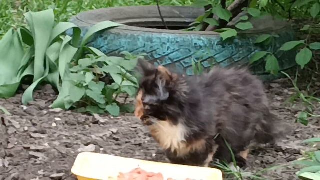 ❤️ Шикарная больная котёнок , Краснодар смотреть онлайн