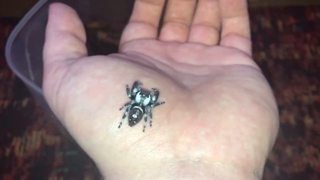 Phidippus Regius (Regal Jumping Spider) having a wander. смотреть онлайн