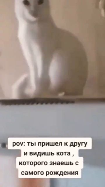 Когда пришел к другу, а там кот которого знаешь с самого рождения смотреть онлайн