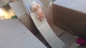 Строю домик для хомячка из картона.