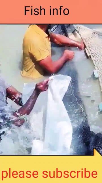 silver and cattle fish смотреть онлайн