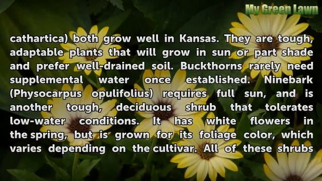 Landscape Shrub Choices for Kansas смотреть онлайн