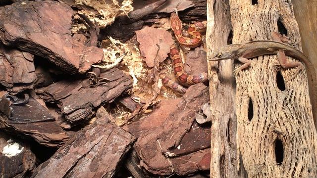 Corn snake chases Anole (live feeding) смотреть онлайн