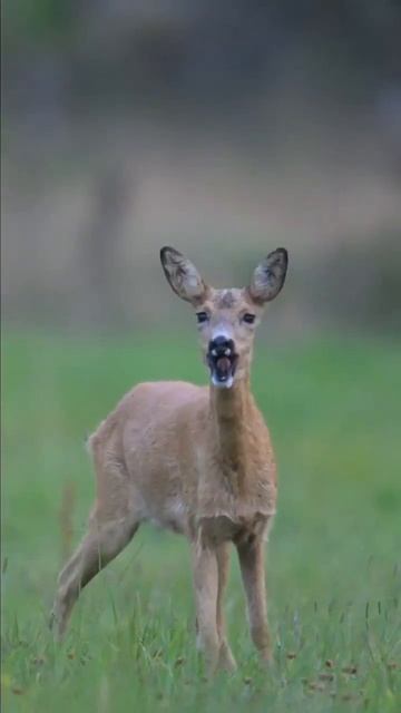 did you get enough of this sound #shorts #deer #animals смотреть онлайн