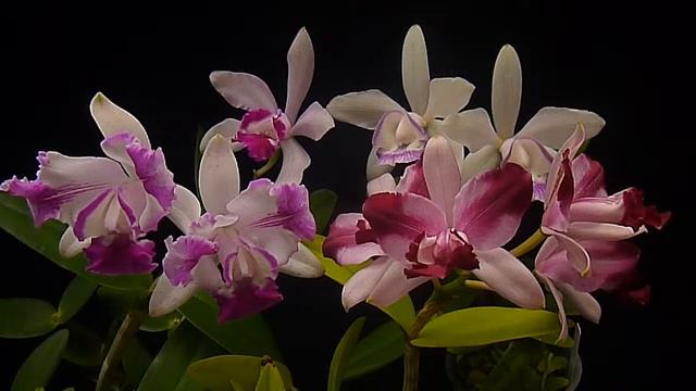 Cattleya Intermedia.