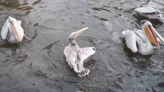 Pelican Feeding at Birdland Park & Gardens смотреть онлайн