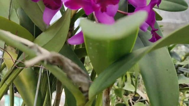 Cattleya Tristar Bouquet