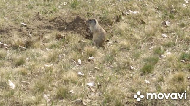 Нашёл сусликов смотреть онлайн