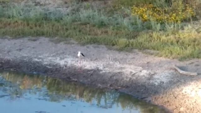 ходулочник смотреть онлайн