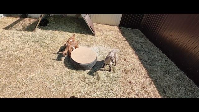 НАС ПРИГЛАСИЛИ В ХОЗЯЙСТВО КСЕНИИ | МАХНУЛИСЬ КОЗЛИКАМИ😂 смотреть онлайн