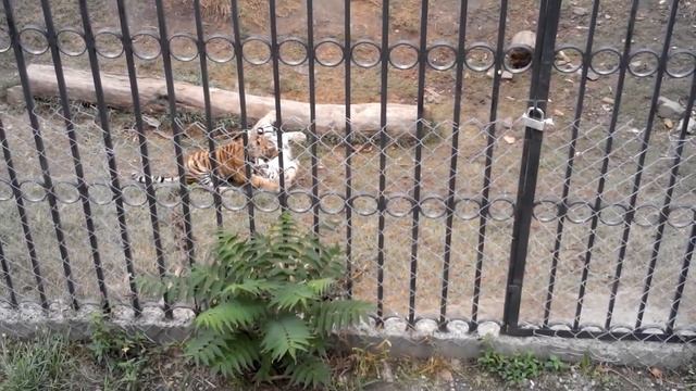 Tigers Family From Tbilisi Zoo 1