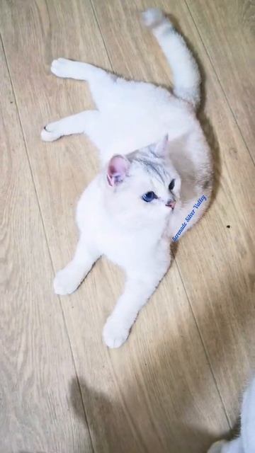 кот Роджер Британская шиншилла поинт, Serenade Silver Valley, смотреть онлайн