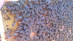 Карника Тройзек 1075