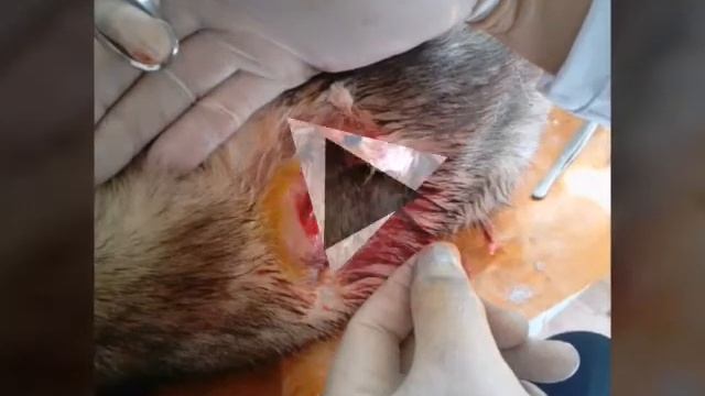 ТРЕБУЕМ НАКАЗАТЬ УБИЙЦУ НАНУКА!!! смотреть онлайн