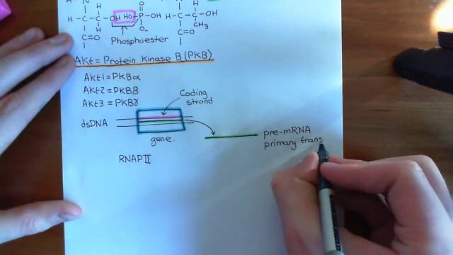 The PI3K / Akt / mTOR Pathway Part 6 смотреть онлайн