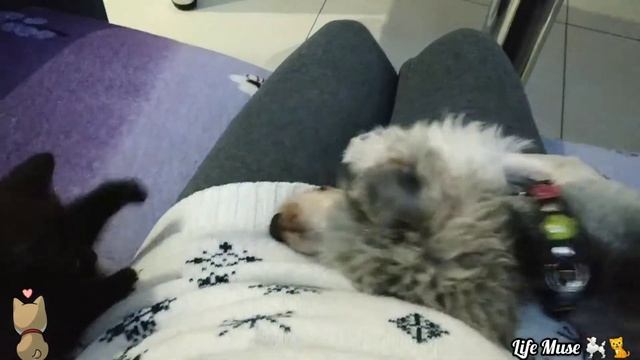 Две подружки 🐈🐩 #кот #собака смотреть онлайн