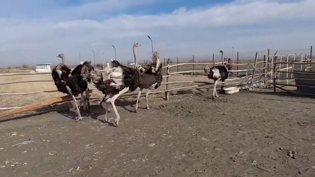 Tuyaqush Boqish Biznesi Va Sir Asrorlari | Ostrich Business | How To Care For Ostrich