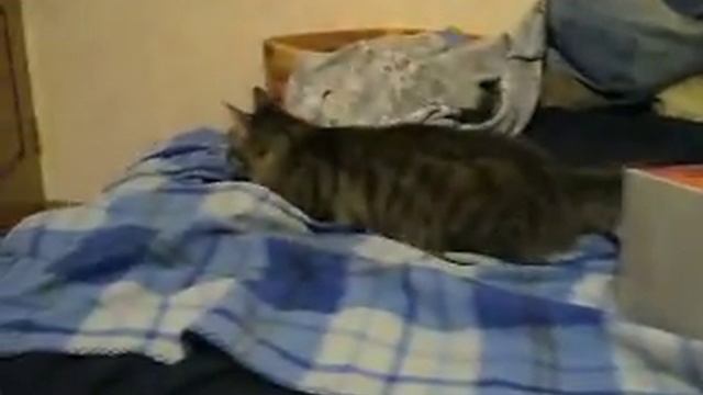Дуся и коробочка смотреть онлайн