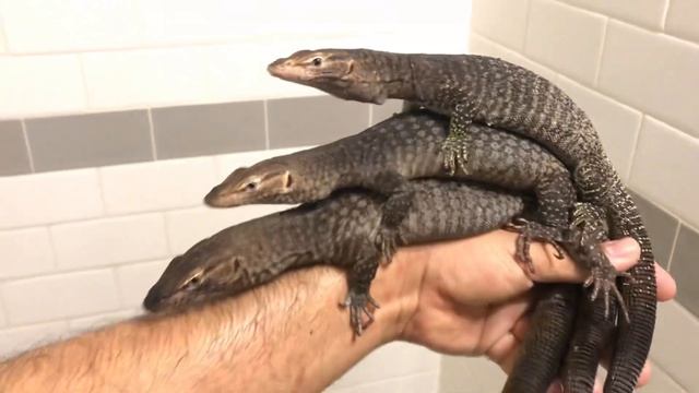 Varanus Tristis Tristis