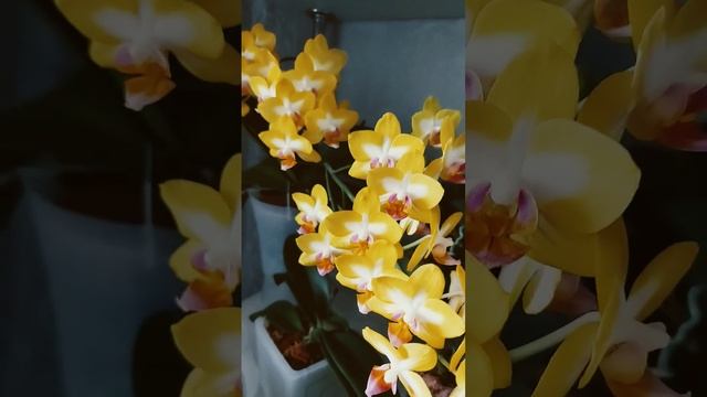 Очаровательная "Сладкая Девочка" смотреть онлайн