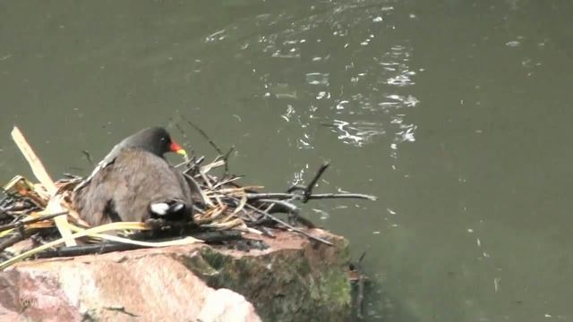 Poule d'eau et poussin - par de MEZERAC - MEZ смотреть онлайн
