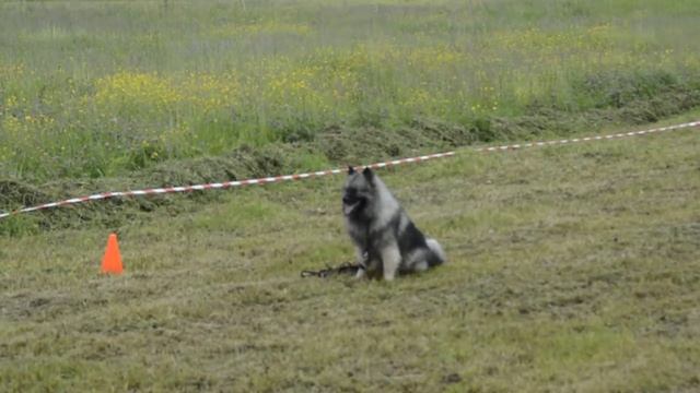 Дэдди Лайн Верона смотреть онлайн
